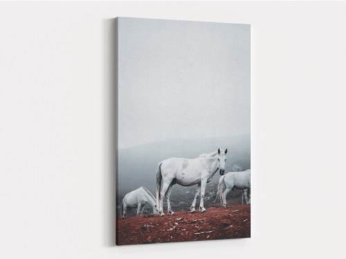 Canvas Art | 215