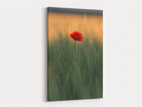 Canvas Art | 254