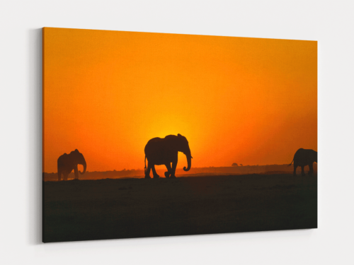 Canvas Art | 367