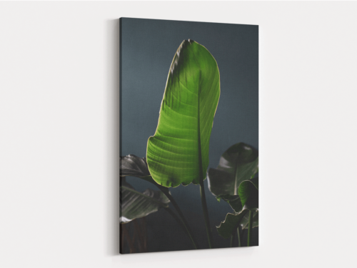 Canvas Art | 422