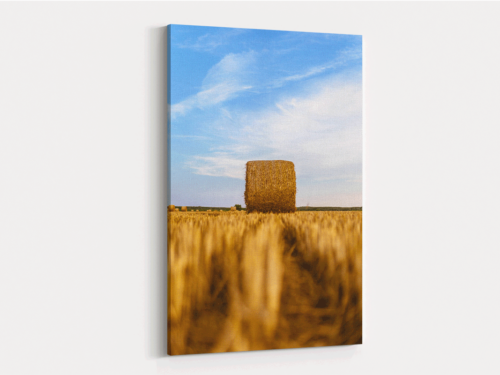 Canvas Art | 427
