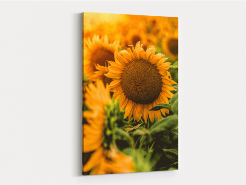 Canvas Art | 371